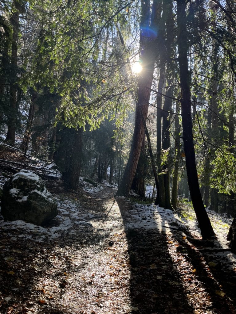 Forêt proche d'Annecy